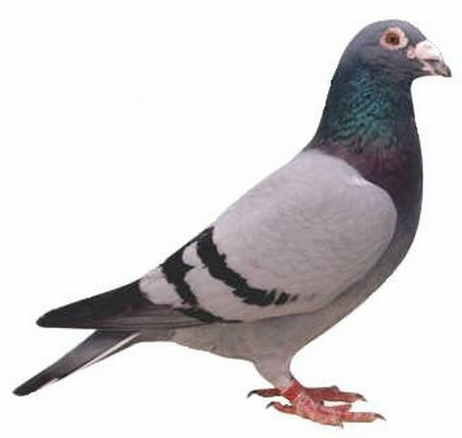 holub-2